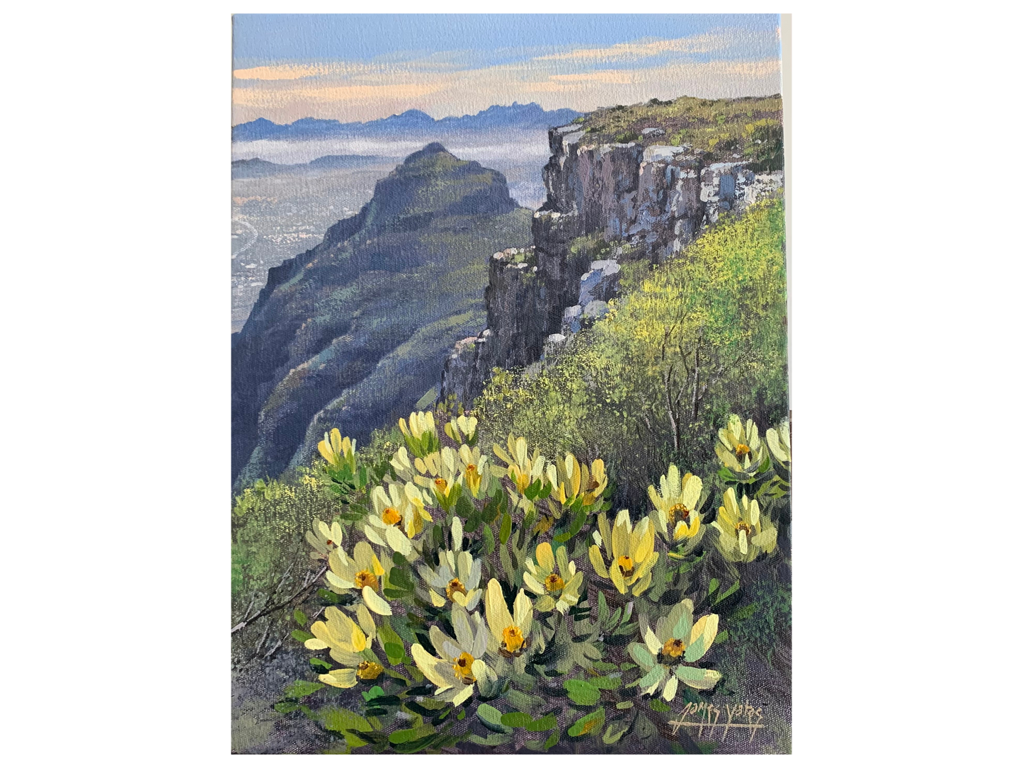 'Proteas, Table Mountain' - James Yates