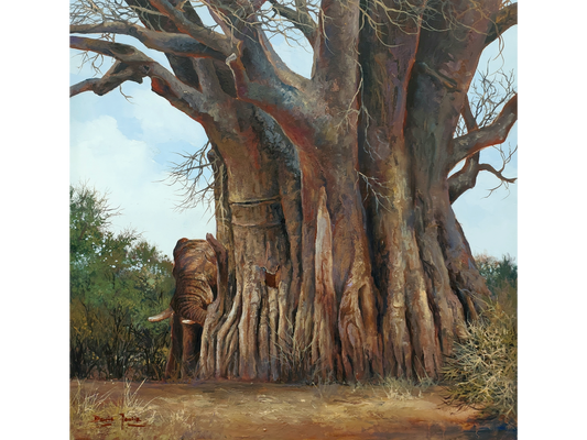 'Baobab' - Dawie Fourie