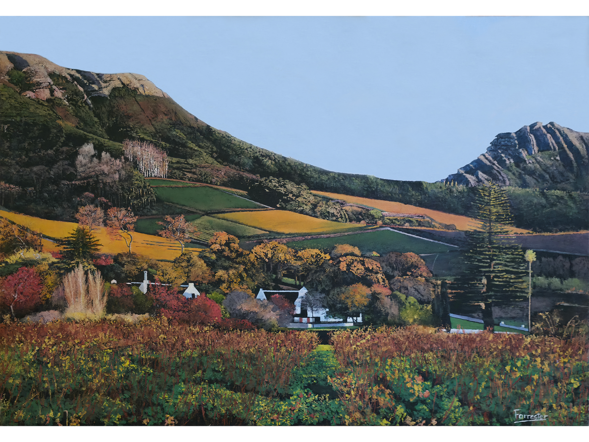 Original oil painting 'Klein Constantia' by Mike Forrester, 51 cm x 72 cm. A vibrant landscape of autumnal vineyards, white Cape Dutch buildings, and mountains.