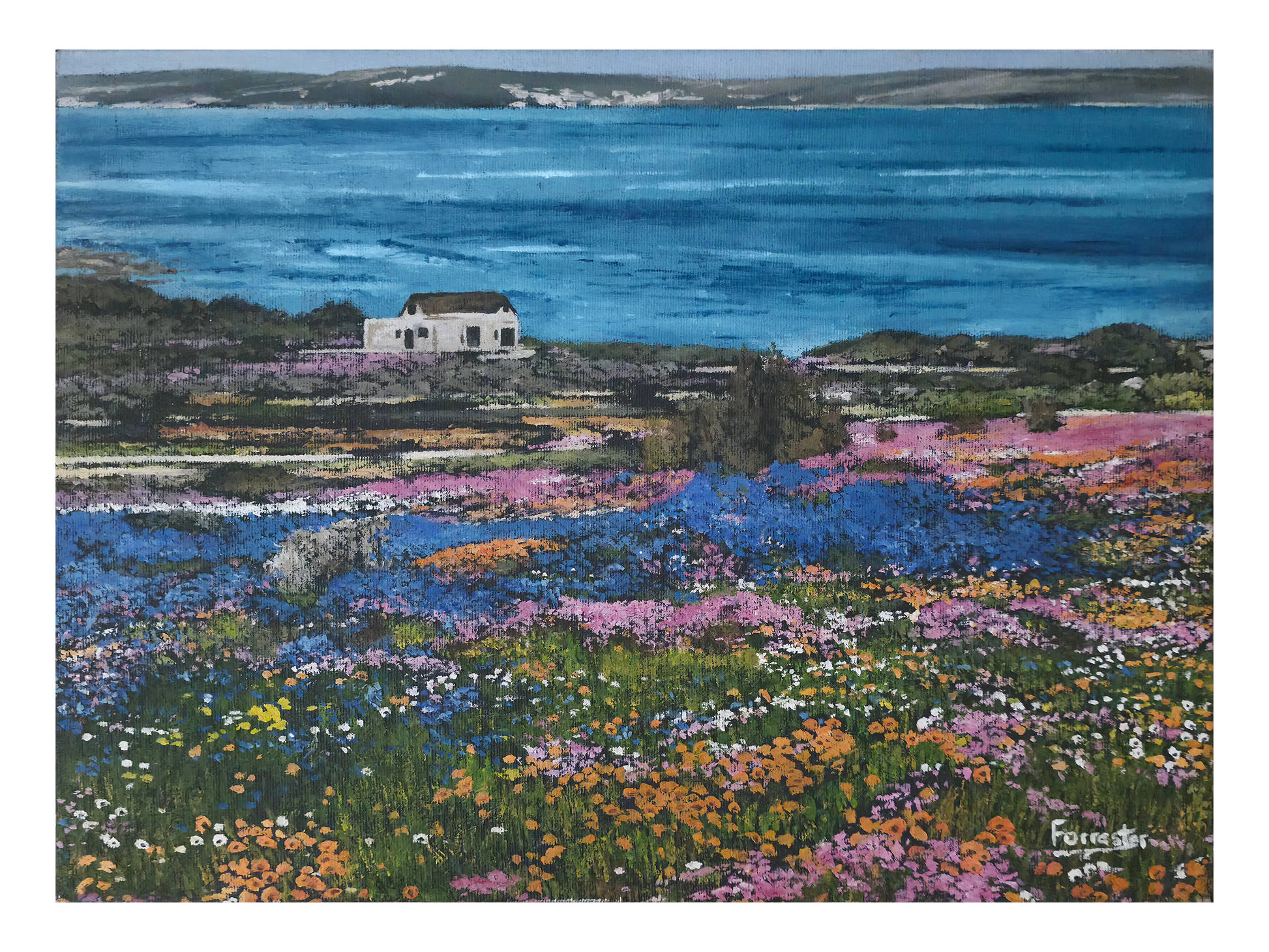Original oil painting 'Langebaan flowers' by Mike Forrester, 26 cm x 36 cm. A colourful field of orange, blue, and purple wildflowers leading to a white cottage and blue lagoon.