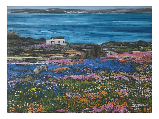 Original oil painting 'Langebaan flowers' by Mike Forrester, 26 cm x 36 cm. A colourful field of orange, blue, and purple wildflowers leading to a white cottage and blue lagoon.