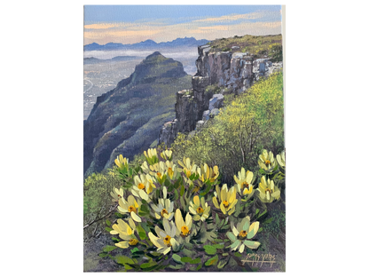 'Proteas, Table Mountain' - James Yates