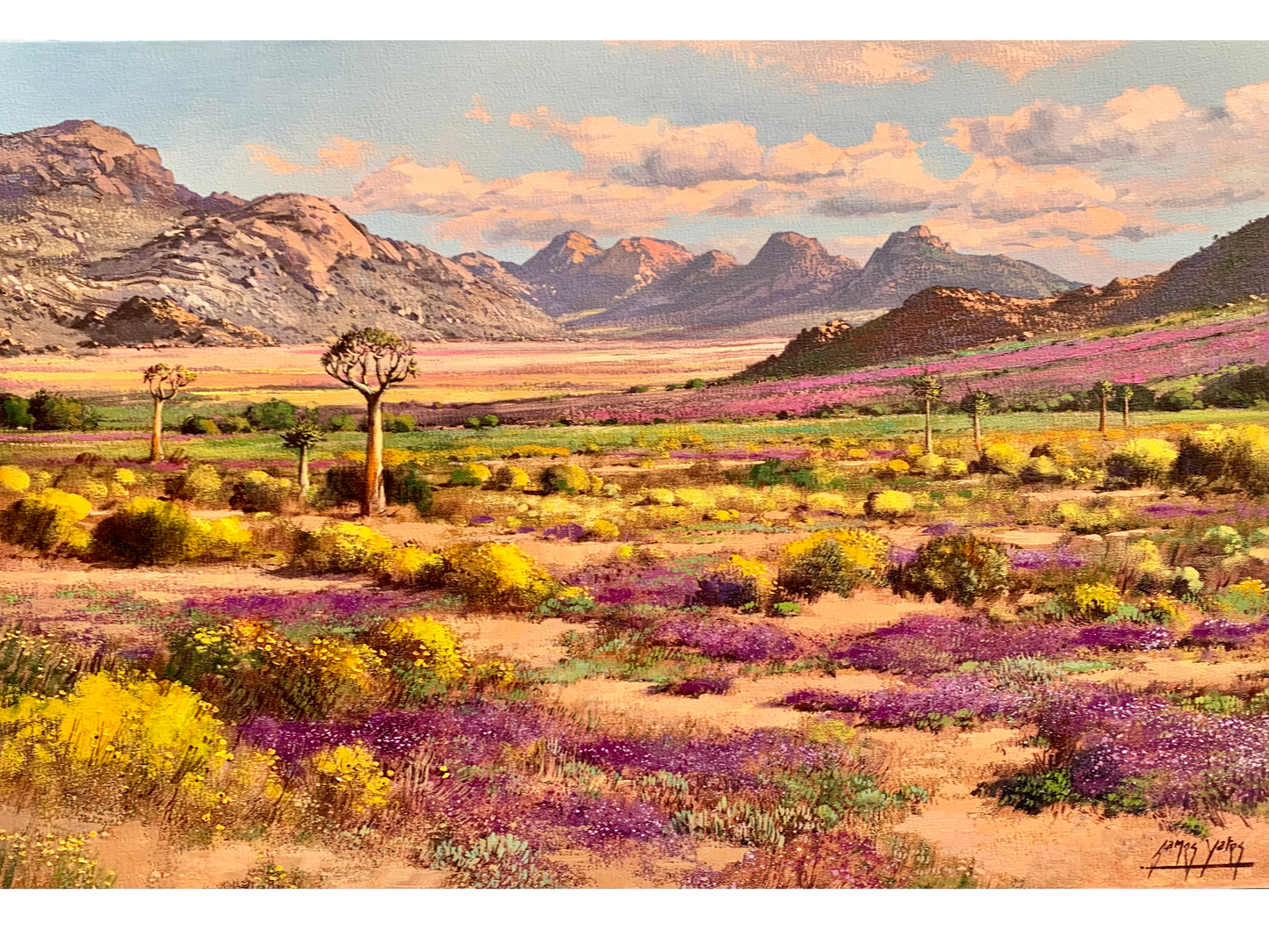 'Springtime near Springbok' - James Yates