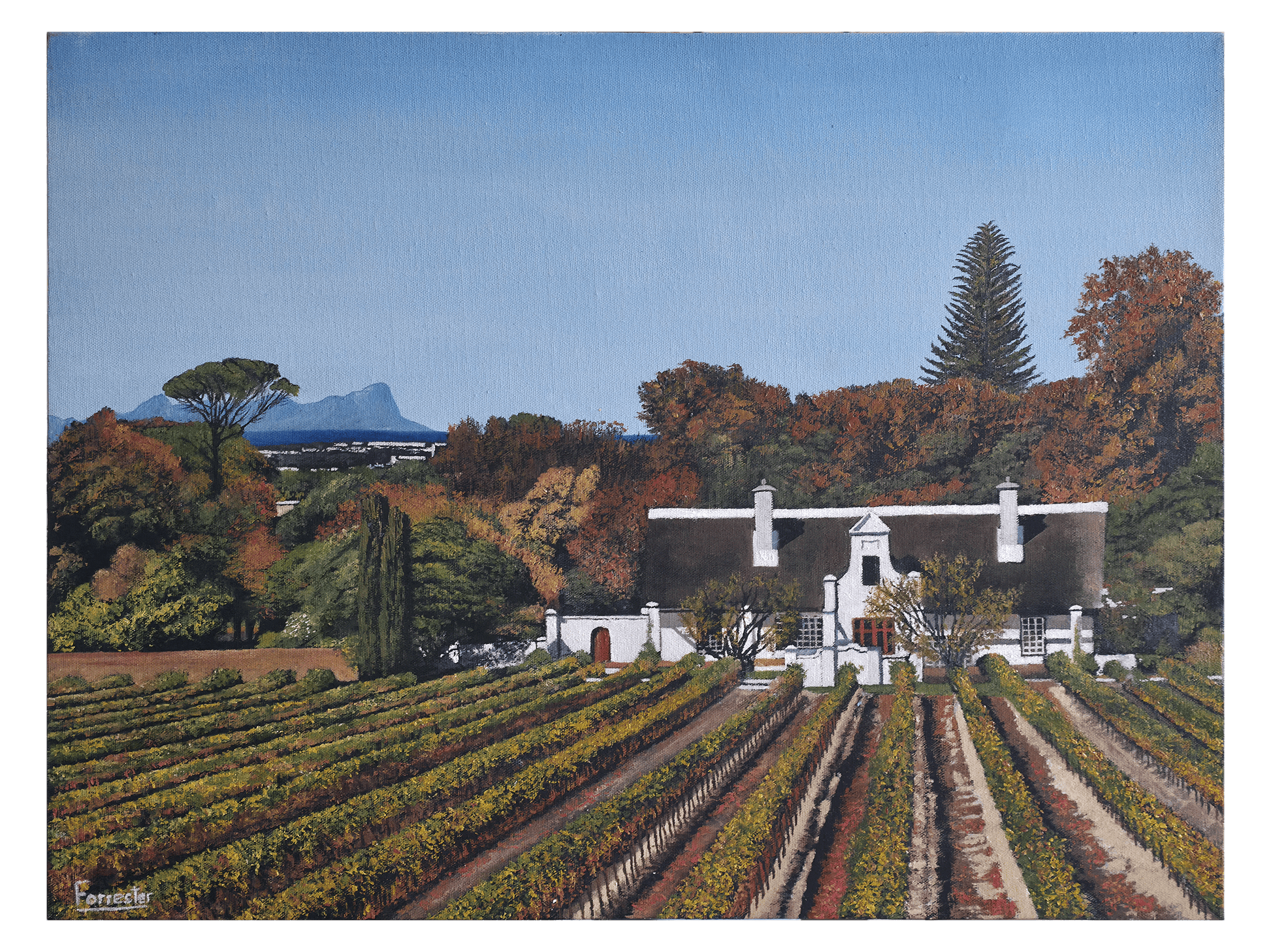 Oil on canvas, 45 cm (Height) x 60 cm (Width), showing a grand white Cape Dutch homestead with a thatched roof, set behind rows of autumn vineyards. Table Mountain is visible faintly in the distance.