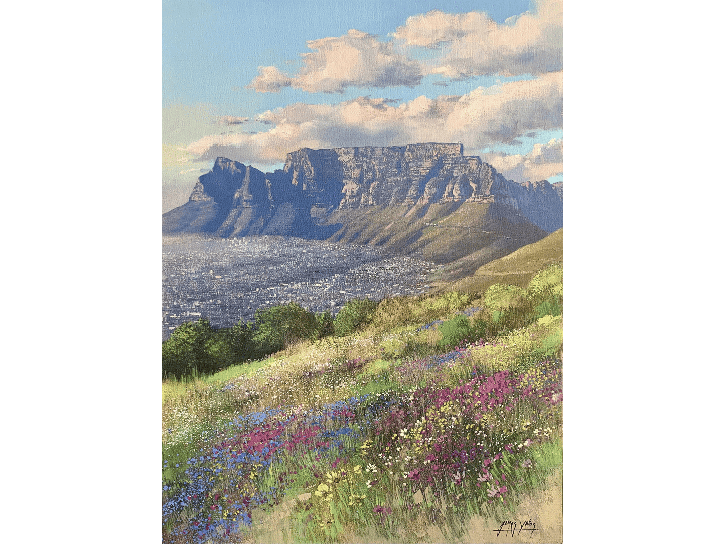'Spring flowers on Signal Hill' - James Yates