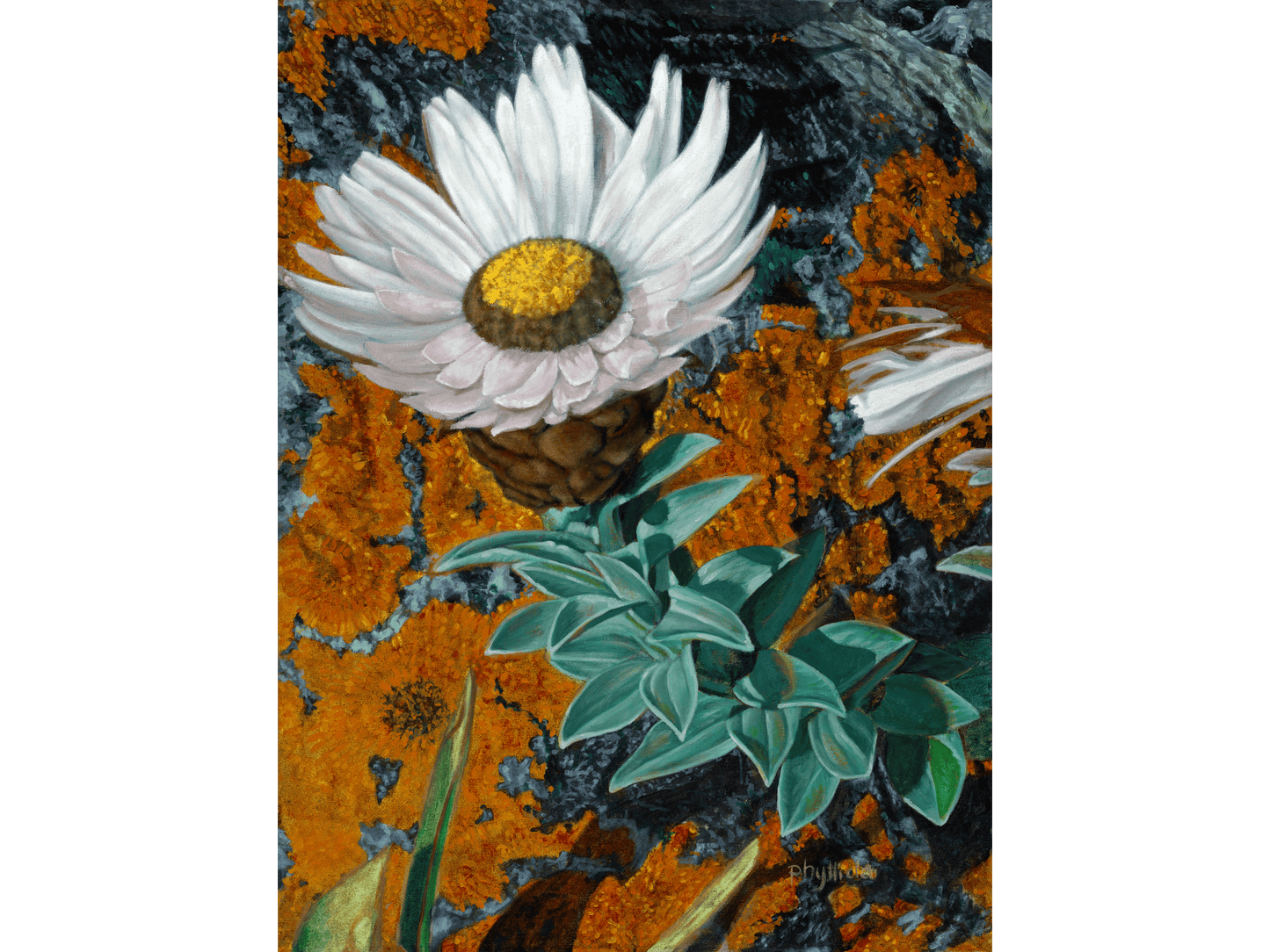 'Helichrysum on Lichen Rock' - Phylida Louw