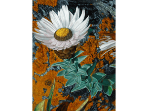 'Helichrysum on Lichen Rock' - Phyllida Louw