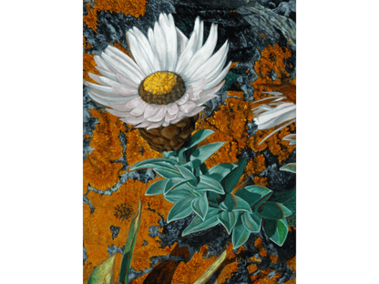 'Helichrysum on Lichen Rock' - Phylida Louw