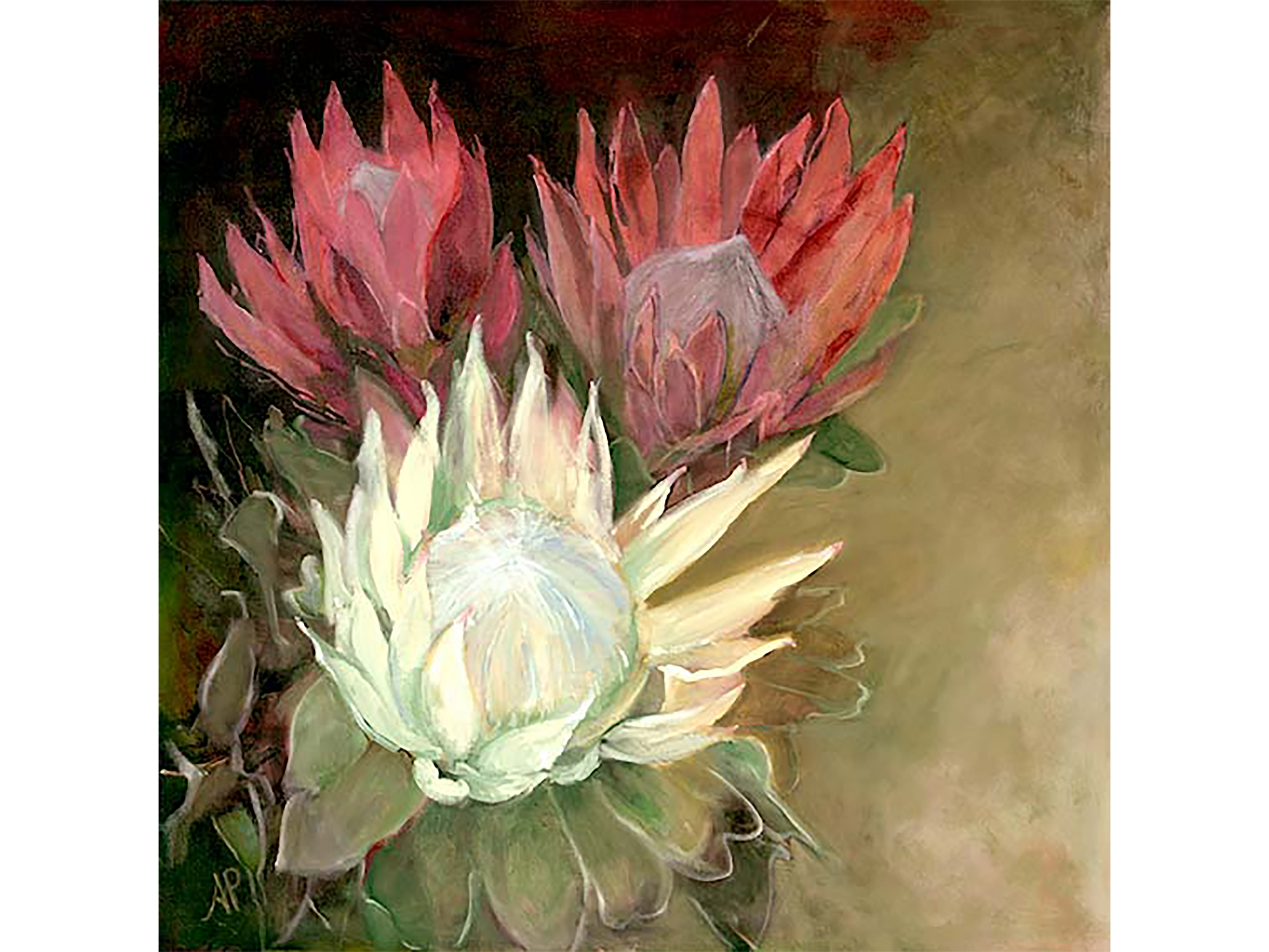 Oil on canvas 100 cm Height x 100 cm Width showing a dramatic floral study of three Proteas one luminous white and two dark pink set against a shadowy background