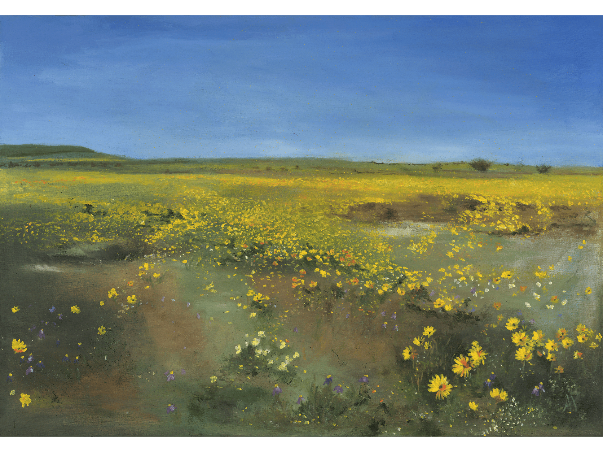 Oil on canvas 75 cm Height x 100 cm Width showing a vast, horizontal landscape dominated by a field of bright yellow wildflowers and distant low hills under a clear blue sky