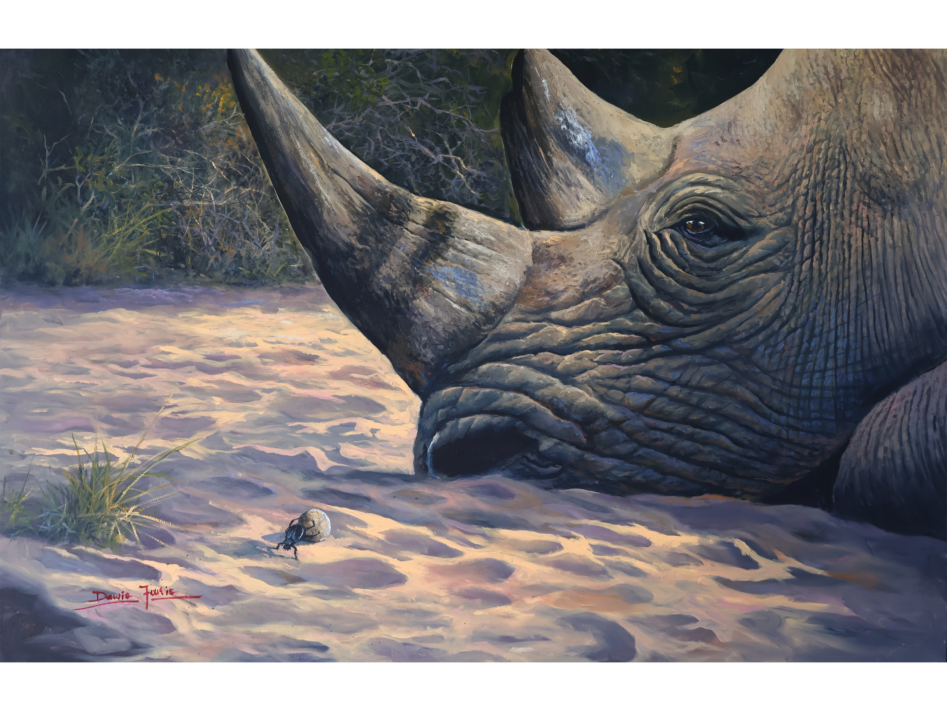 Horizontal acrylic painting of a close-up rhino head resting on the sand, watching a small dung beetle roll a ball in the foreground.