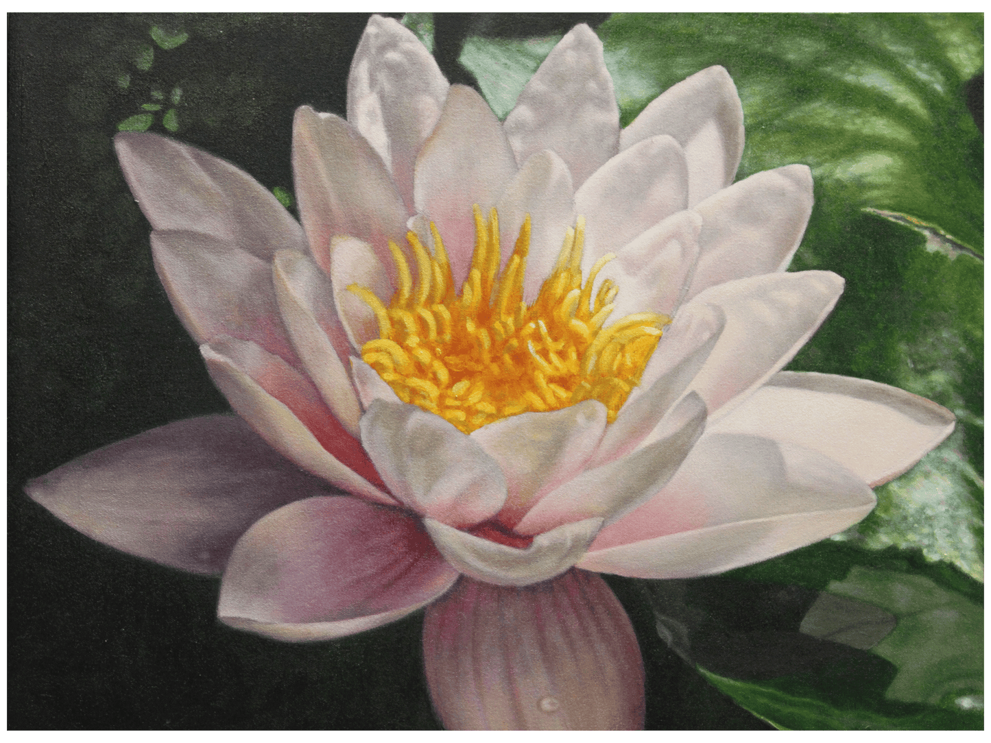 'Nymphaea Capensus' - Phyllida Louw