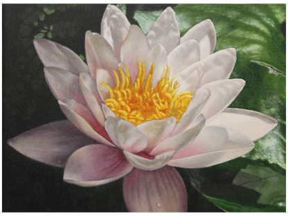 'Nymphaea Capensus' - Phyllida Louw