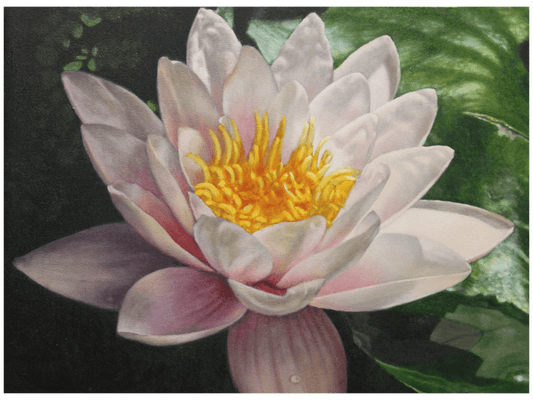 'Nymphaea Capensus' - Phyllida Louw
