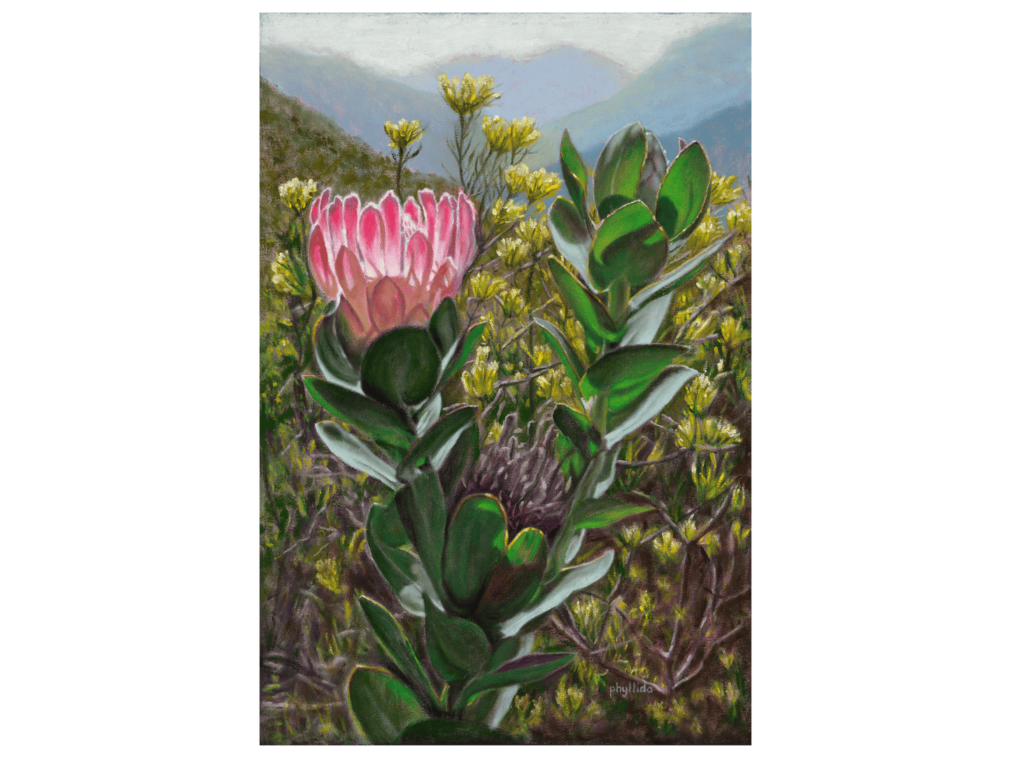 'Protea, Kleinmond' - Phyllida Louw