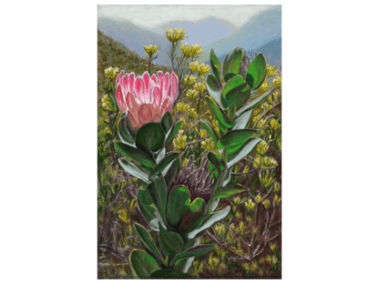 'Protea, Kleinmond' - Phyllida Louw