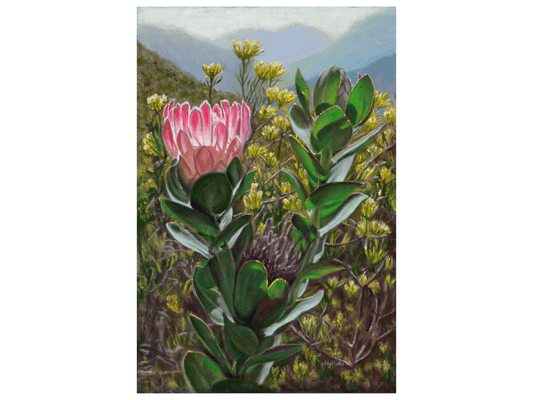 'Protea, Kleinmond' - Phyllida Louw
