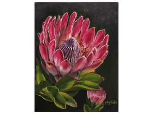 'Protea' - Phyllida Louw