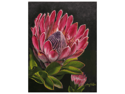'Protea' - Phyllida Louw