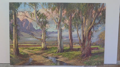 'Eucalyptus trees near Wolseley' - James Yates