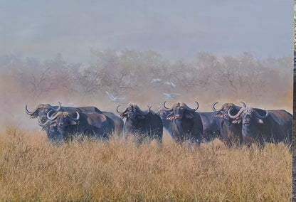 'God's Cattle' - Dawie Fourie