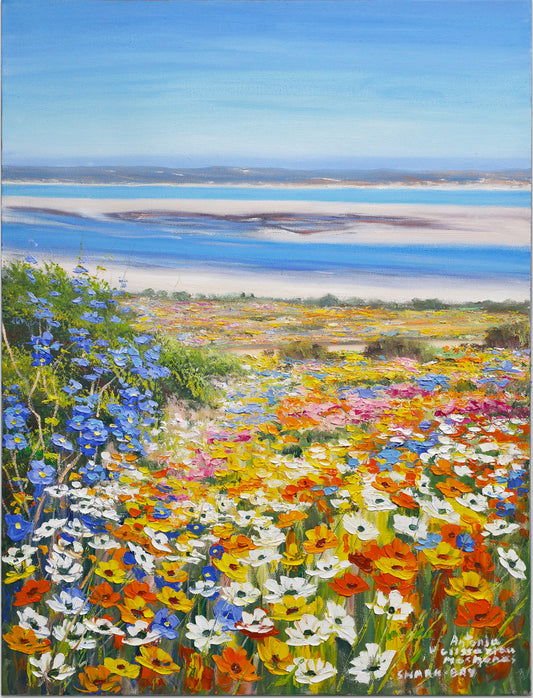 'Shark Bay' - Antonia Velissariou